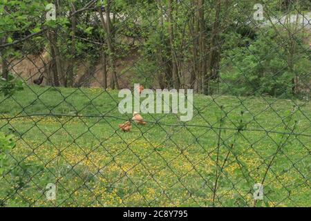 A steel fence or barricade and a green grass field with chickens in the meadow Stock Photo