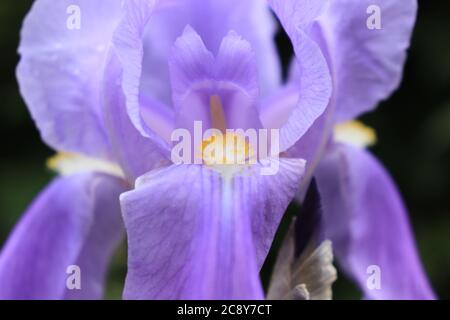 Purple iris flower Stock Photo