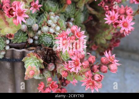 Different  succulents in the garden Stock Photo