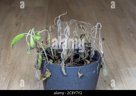 wilted pot plant. dead plant in pot. Sage. Stock Photo