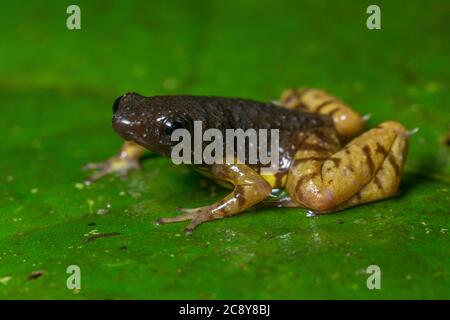 The saffron bellied frog (Chaperina fusca) from Malaysian Borneo. Stock Photo