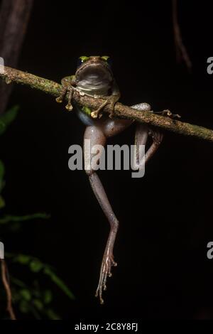 White-lipped Frog (Chalcorana raniceps) climbing a stick in Borneo, Malaysia.