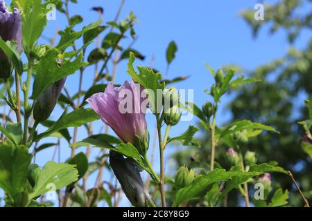 A pink hibiscus bud and a blue sky in a blurred background Stock Photo