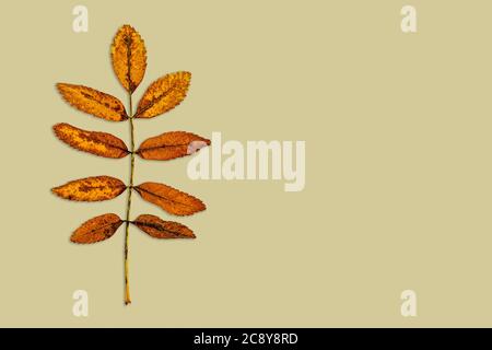 autumn background, leaves beautiful colored in earthy colors Stock Photo