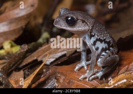 The Lowland Litter Frog (Leptobrachium abbotti) from Poring nature reserve in Sabah in Malaysian Borneo. Stock Photo