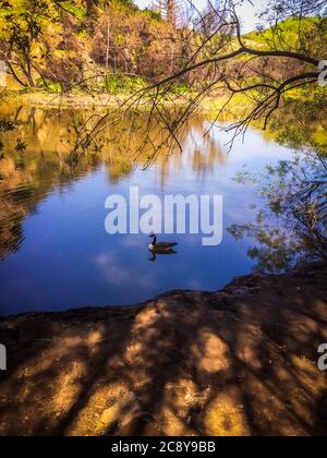 Goose on the Malibu Creek stream by the Rindge dam in the Santa Monica Mountains, California Stock Photo