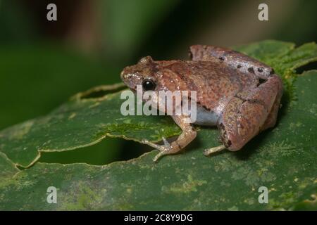 The borneo narrow mouthed frog (Microhyla malang) a tiny microhylid that can sometimes be seen sitting on vegetation at night. Stock Photo