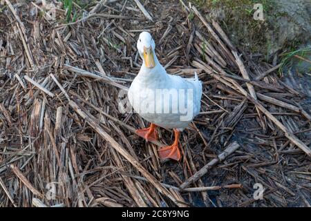 Close up of Aylesbury Pekin Peking Duck on riverbank reedbed Stock Photo