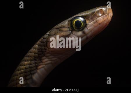 The Malayan racer (Coelognathus flavolineatus) from the island of Borneo, although it looks intimidating it is a nonvenomous species of snake. Stock Photo