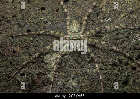 The lichen huntsman spider (Pandercetes sp) sits on a tree trunk in the jungle of Malaysian Borneo. Stock Photo