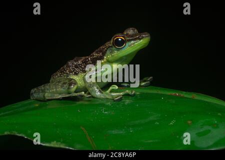 The black spotted rock frog (Staurois guttatus) from the island of Borneo, seen in Danum Valley Conservation area. Stock Photo