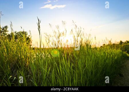 Summer background - sunset over a calm river. Sunlight breaking through tall grass. Summer landscape, Russia. Stock Photo