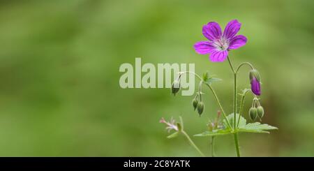 Woodland geranium (Geranium sylvaticum) on a blurred green background. Violet forest flowers. Stock Photo
