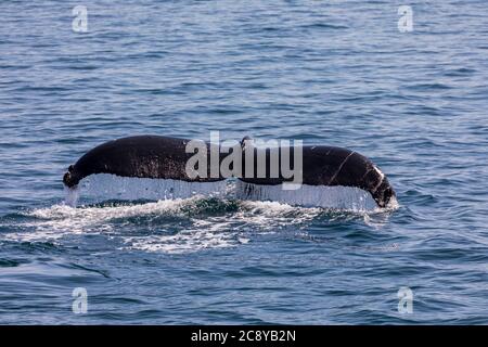Humpback Whale (Megaptera novaeangliae) diving showing its fluke in Prince William Sound, Alaska