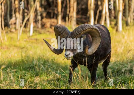 Thinhorn Sheep (Ovis dalli stonei) in Yukon, Canada Stock Photo