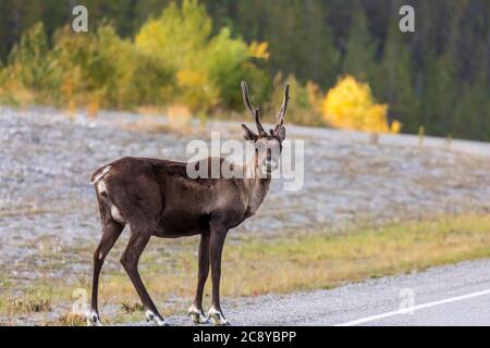 Caribou (Rangifer tarandus) along the Alaska Highway British Columbia, Canada Stock Photo