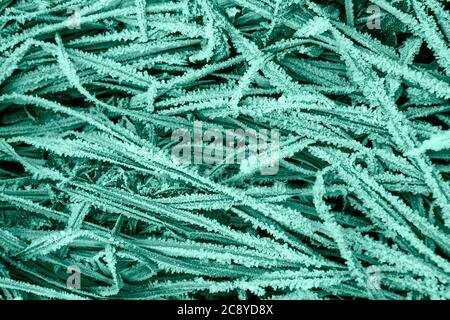 Surface of textured frozen grass tinted in trending Aqua Menthe color. High quality photo Stock Photo