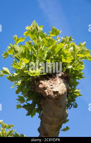 Funny face in a tree, Leichlingen, Germany Stock Photo