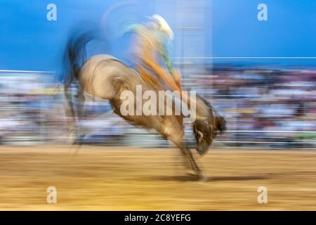 Cowboy on bucking horse, saddle bronc riding competition, Rodeo de Santa Fe, New Mexico USA Stock Photo