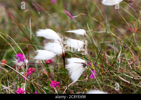 Bog Cotton growing on the Isle of Lewis, Western Isles, Outer Hebrides, Scotland, United Kingdom Stock Photo