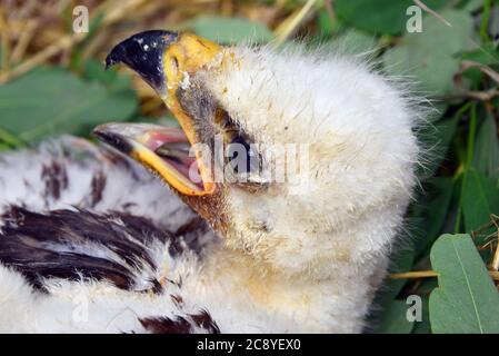 Eastern imperial eagle, Östlicher Kaiseradler, Aquila heliaca, parlagi sas Stock Photo