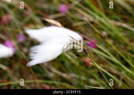 Bog Cotton growing on the Isle of Lewis, Western Isles, Outer Hebrides, Scotland, United Kingdom Stock Photo