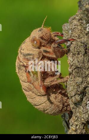 A Cicada emerges from the earth and begins its transformation. Stock Photo