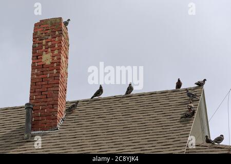 Rock Doves in an urban environment. Stock Photo