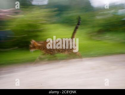 The Bengals are very agile. Very fast running cat. Blured photo.