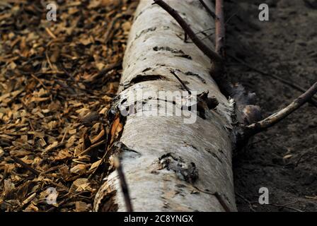 Birch trunk on the ground between wood chips and sand Stock Photo