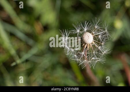 Dispersed dandelion seed head (Taraxacum officinale) in the British countryside, close up from above on a natural green background Stock Photo