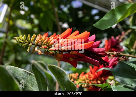 Closeup of inflorescence of Erythrina lysistemon, plant commonly known as common coral tree, lucky bean tree, umsintsi, muvhale, mophete, mokhungwane Stock Photo