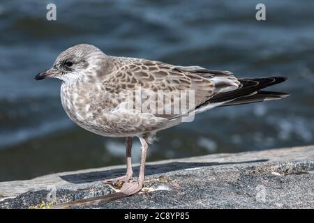 Juvenile common goal (Larus canus) perching by the sea Stock Photo
