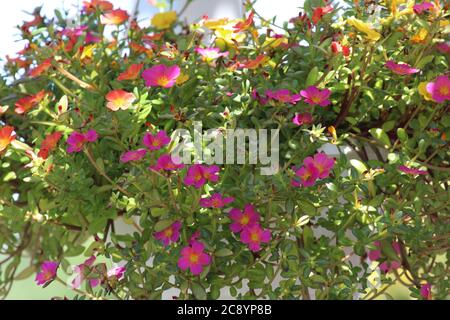 Close up of a hanging basket filled with Wingpod Purslane, Portulaca umbraticola, with pink, yellow and orange flowers in the summer in Wisconsin, USA Stock Photo