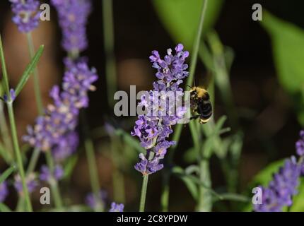 A bumble bee lands on a lavender flower bloom on a summer day in Victoria, British Columbia Canada on Vancouver island. Stock Photo