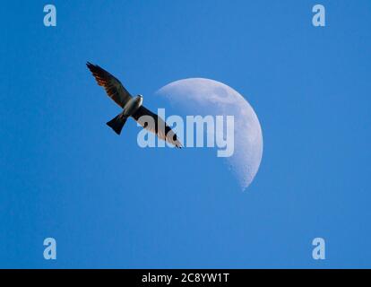 A Mississippi Kite raptor soars past a half moon in a clear blue late afternoon sky. Stock Photo
