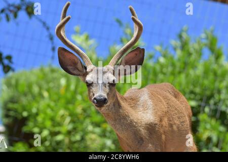 A California Mule Deer buck eating plums in Novato, CA. Stock Photo