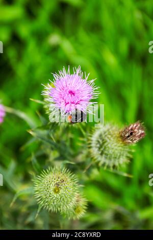 Large Red-tailed Bumble Bee (Bombus lapidarius) drinking nectar from a flower of Bull Thistle (Cirsium vulgare) Stock Photo