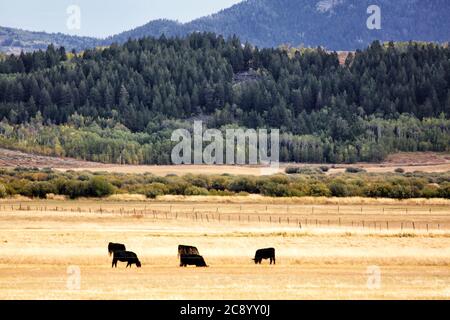 Black Angus cattle grazing on autumn grasses in a privately owned ranch mountain pasture. Stock Photo