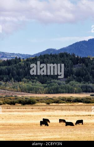 Cattle feeding on open range land in the mountains. Stock Photo