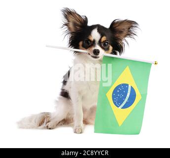 Chihuahua with a Brazilian flag on a white background Stock Photo