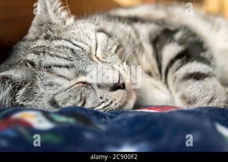 A domestic short hair Tabby cross with Bengal curled up asleep. Dark and light stripes. Grey and white stripey coat. Eyes shut Stock Photo