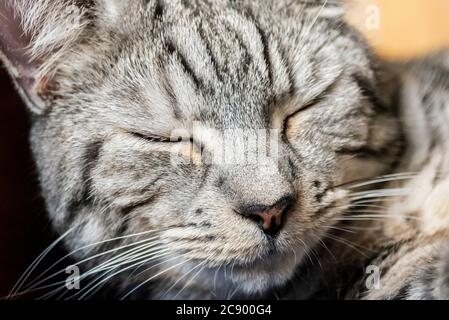 A domestic short hair Tabby cross with Bengal curled up asleep. Dark and light stripes. Grey and white stripey coat. Eyes shut Stock Photo
