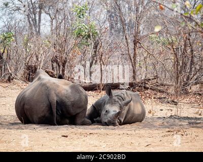 Mother and calf southern white rhinoceros, Ceratotherium simum simum, guarded in Mosi-oa-Tunya National Park, Zambia. Stock Photo