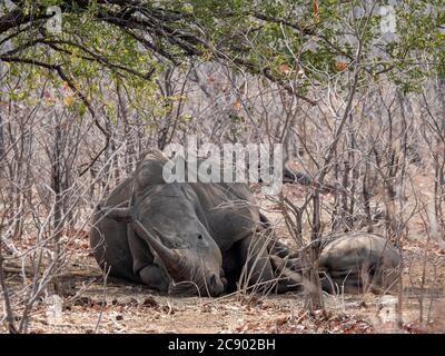 Mother and calf southern white rhinoceros, Ceratotherium simum simum, guarded in Mosi-oa-Tunya National Park, Zambia. Stock Photo