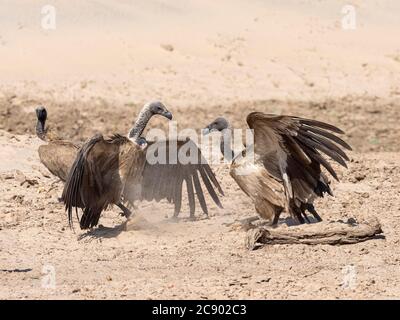 Adult white-backed vultures, Gyps africanus, on a kill in South Luangwa National Park, Zambia. Stock Photo
