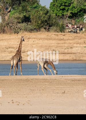 A pair of Thornicroft’s giraffes, Giraffa camelopardalis thornicrofti, South Luangwa National Park, Zambia. Stock Photo