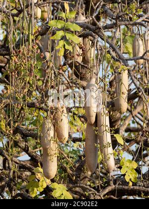 A large sausage tree, Kigelia africana, with many fruit in South Luangwa National Park, Zambia. Stock Photo