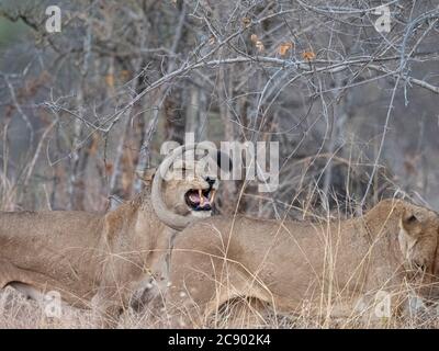 An adult lioness, Panthera leo, at play with her pride in South Luangwa National Park, Zambia. Stock Photo