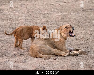 An adult lioness, Panthera leo, with playful cub along the Luangwa River in South Luangwa National Park, Zambia. Stock Photo